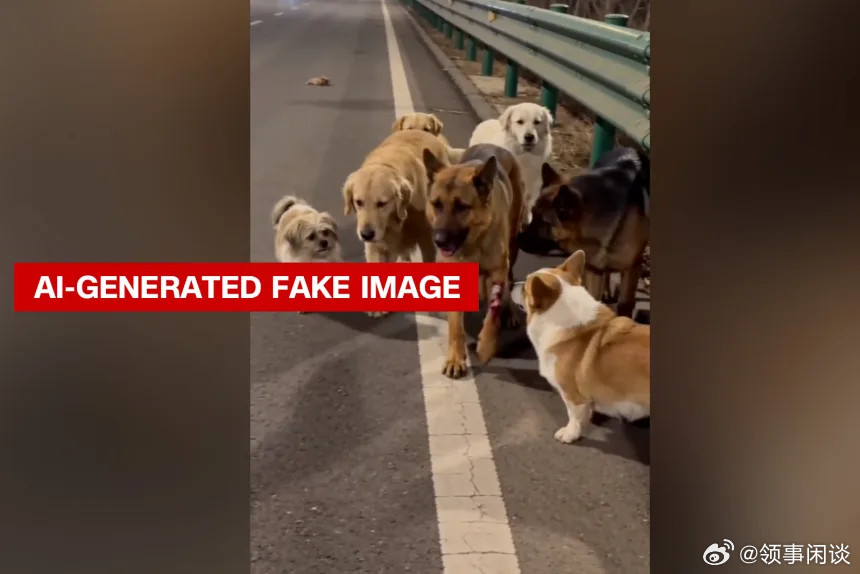 【互联网很喜欢这群迷路狗狗回家的故事。可惜，这故事是假的】[美媒前两天突然对东大