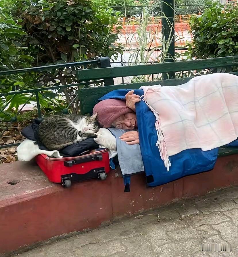 一位老人孤苦伶仃的躺在公园的长椅上，只有一只她收养的流浪猫对她不离不弃，她正美美