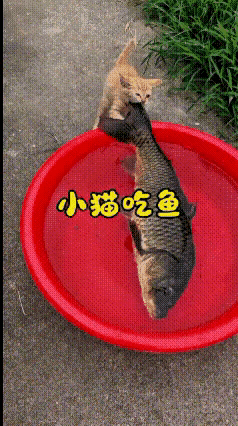 这段视频我来回看了好几遍，这只小橘猫看着小小的，胆子却格外大。盆里放着一条体型比