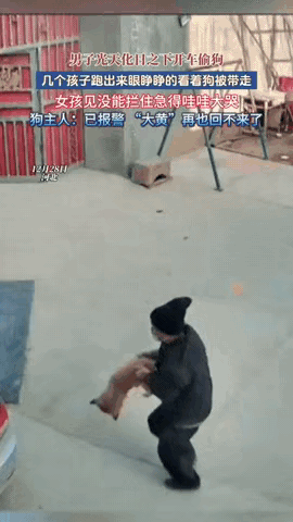 缺德到家了！河北，一男子光天化日之下开车偷狗，趁狗主人没看见，火速抱起大黄狗扔进