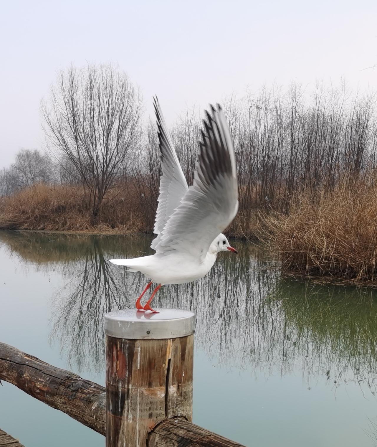 汉中天汉湿地公园