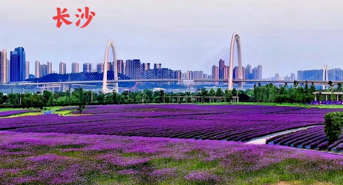 看看长沙兴联路大桥一带的风景，这环境真的是，来了真的是有一种不想走的感觉！树木花