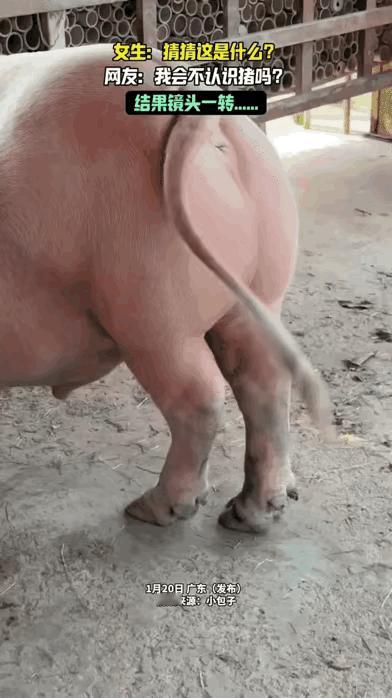 第一眼真的会看错！这小家伙也太迷你了，才两个月大，80斤的小奶牛，缩在那儿确实像