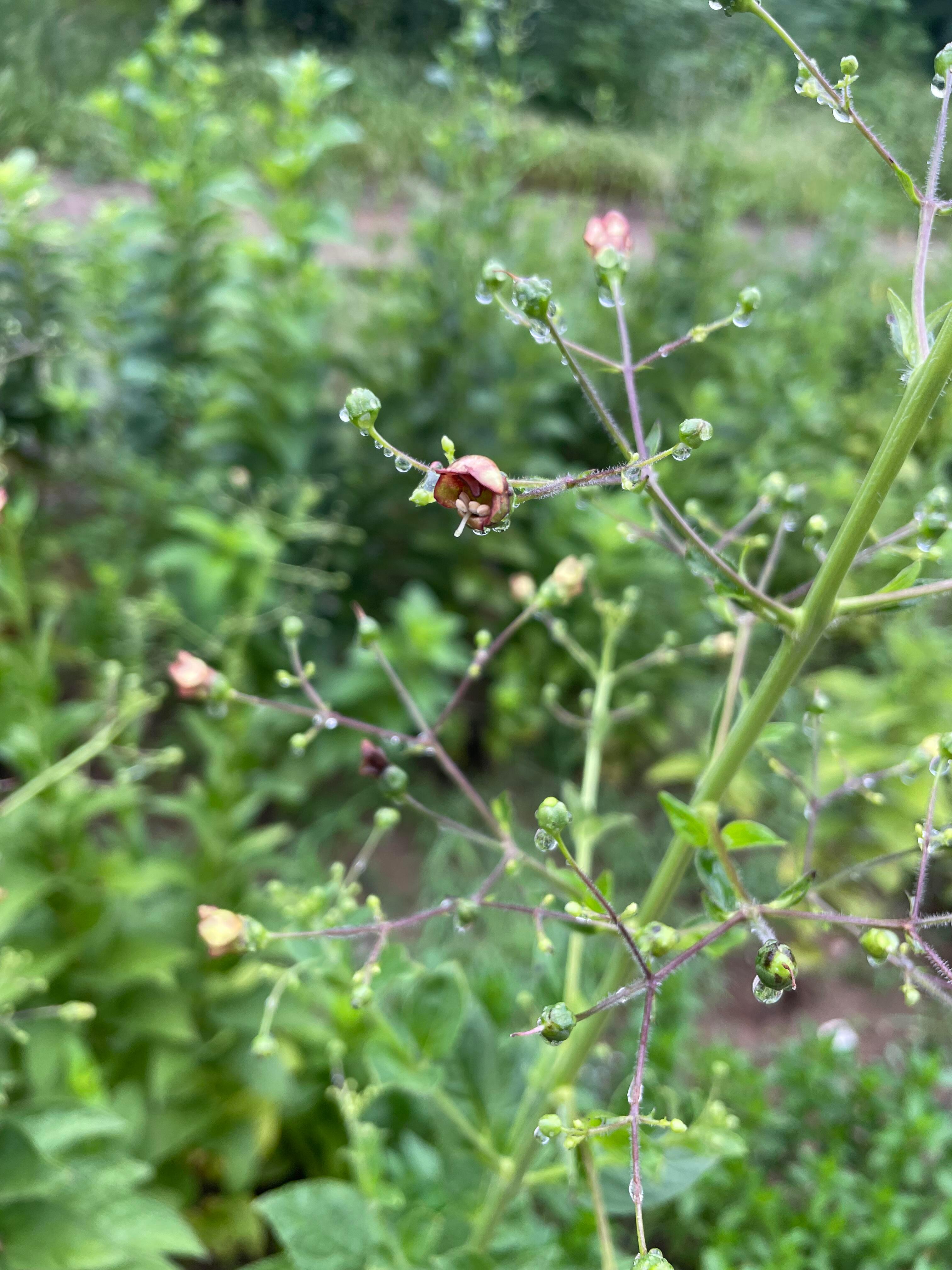 中医中药|专业科普|植物科普玄参，作为传统中药材中的“实力派”，在中