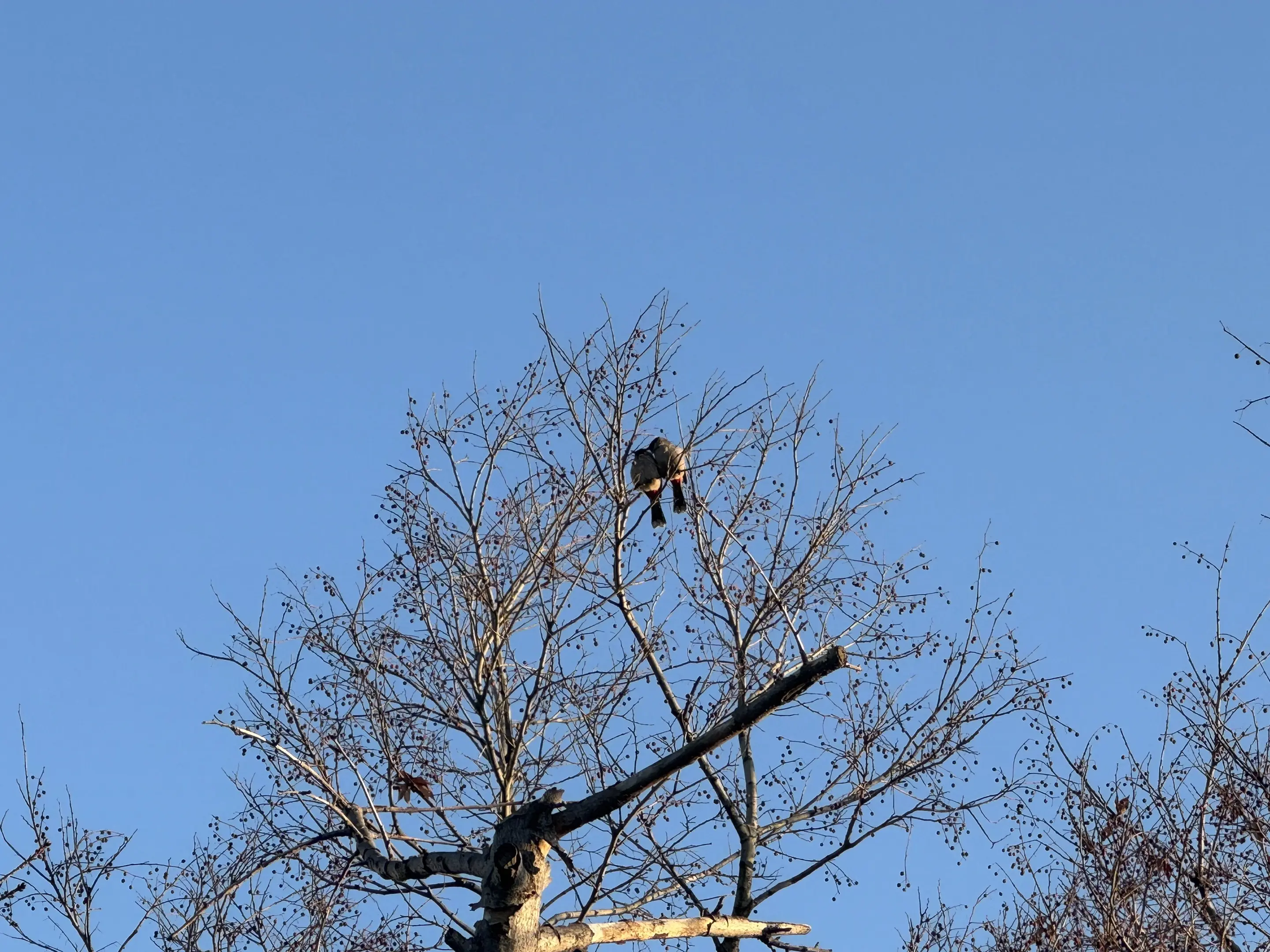 野生鸟类原创摄影 谁会拒绝感受大自然呢 美到极致 鸟类 鸟类实拍