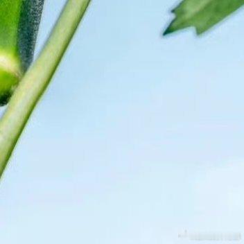 秋葵的种植方法1、整地种植每年的4月至8月都可以露天种植秋葵，当年就可以食用，如
