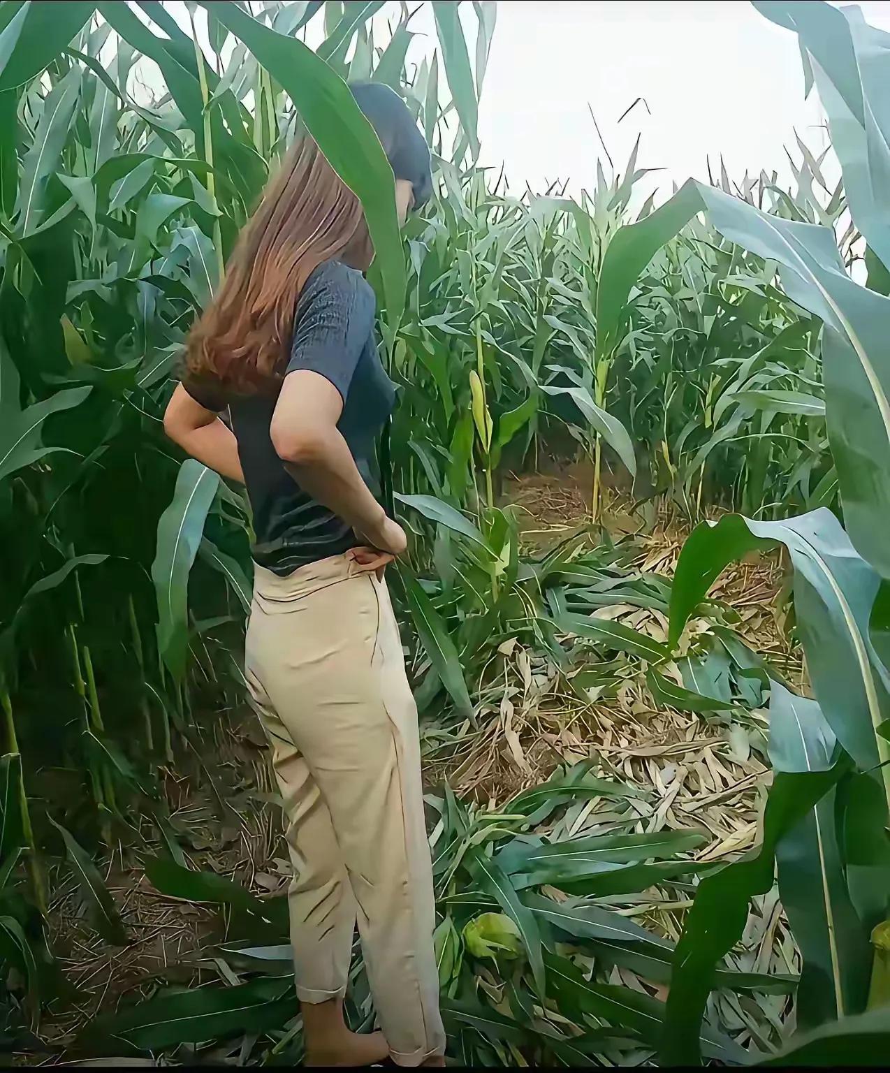 这一大片绿油油的植物，到底是玉米还是高梁啊。