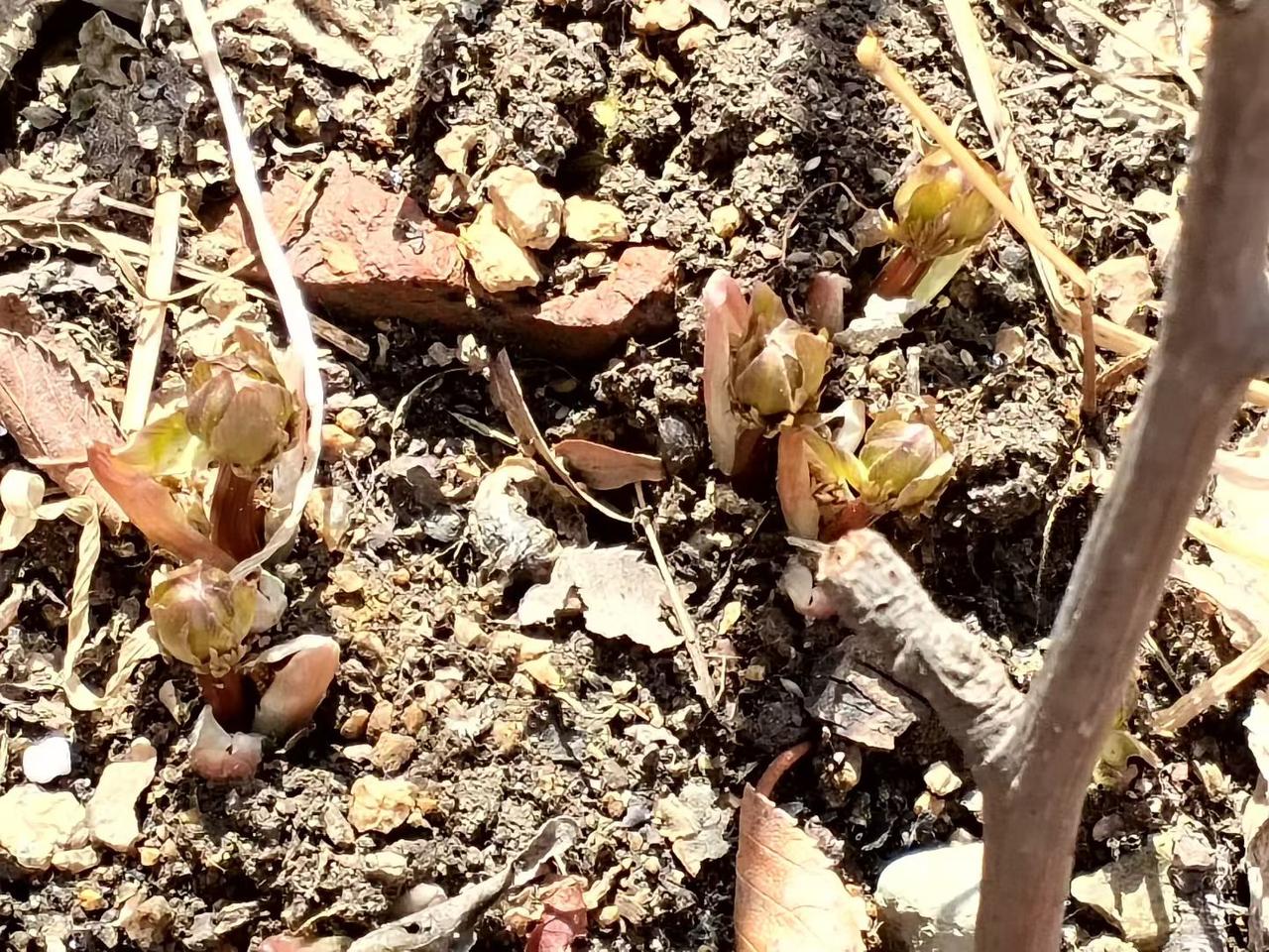 与痛风斗争的历程206今早醒来，浑身关节都格外顺畅，状态恢复得很不错