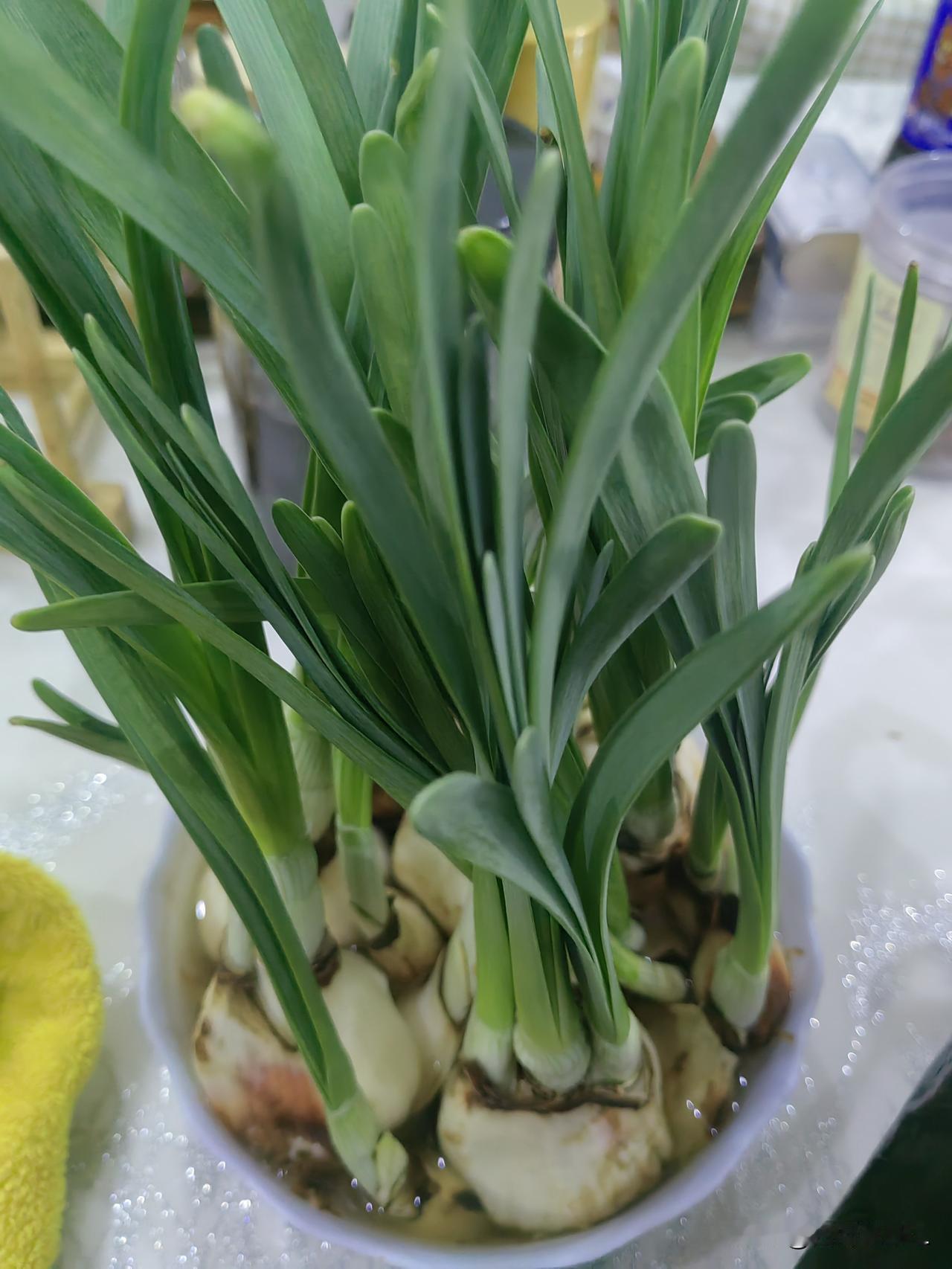 水仙长的跟蒜苗似的，绿油油的，茁壮成长。