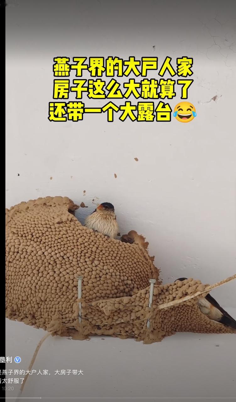 这家的燕子学过土木工程吧！这窝垒的太高级了！这在人类家庭都属于别墅。网友说，