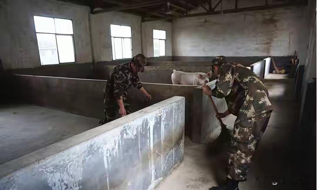 九十年代，我在部队当兵的时候，一个河南兵在部队养猪，改变了他一生的命运。这个河