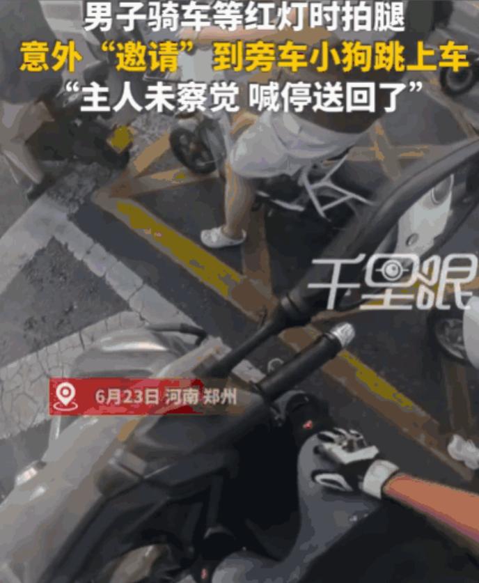拍腿就是暗号！郑州男子酷暑等红灯随手拍腿，没想到这个无心动作被小狗误认“邀约”，