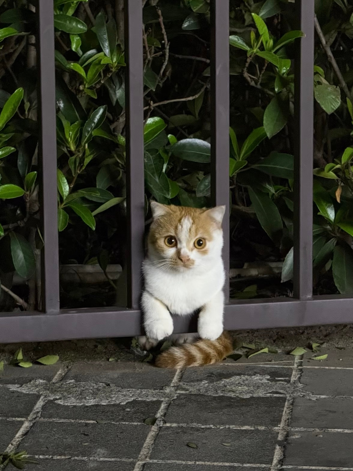 下班路上偶遇路边很可爱的小猫猫🐱​​​
