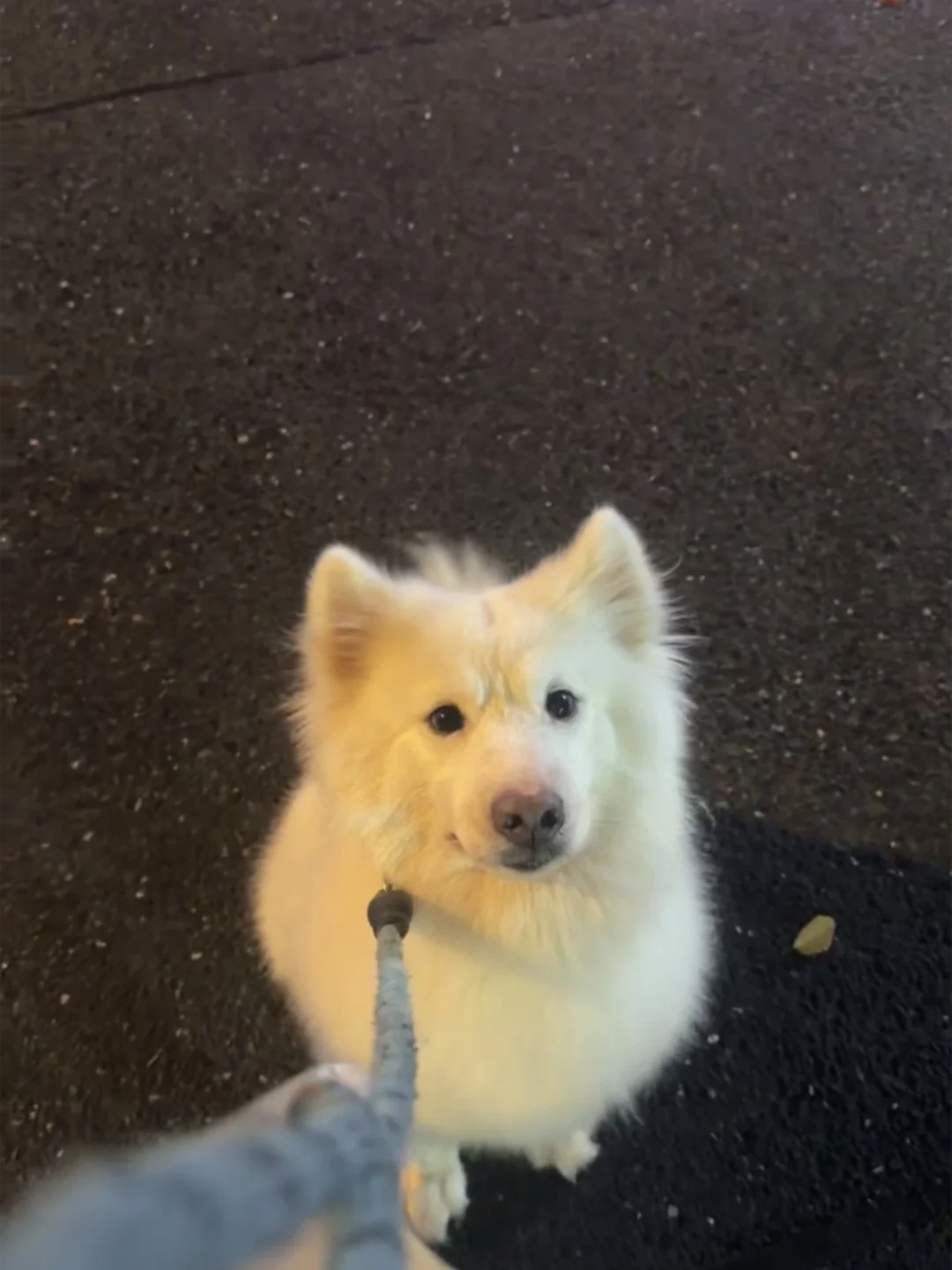 杭州萨摩耶领养