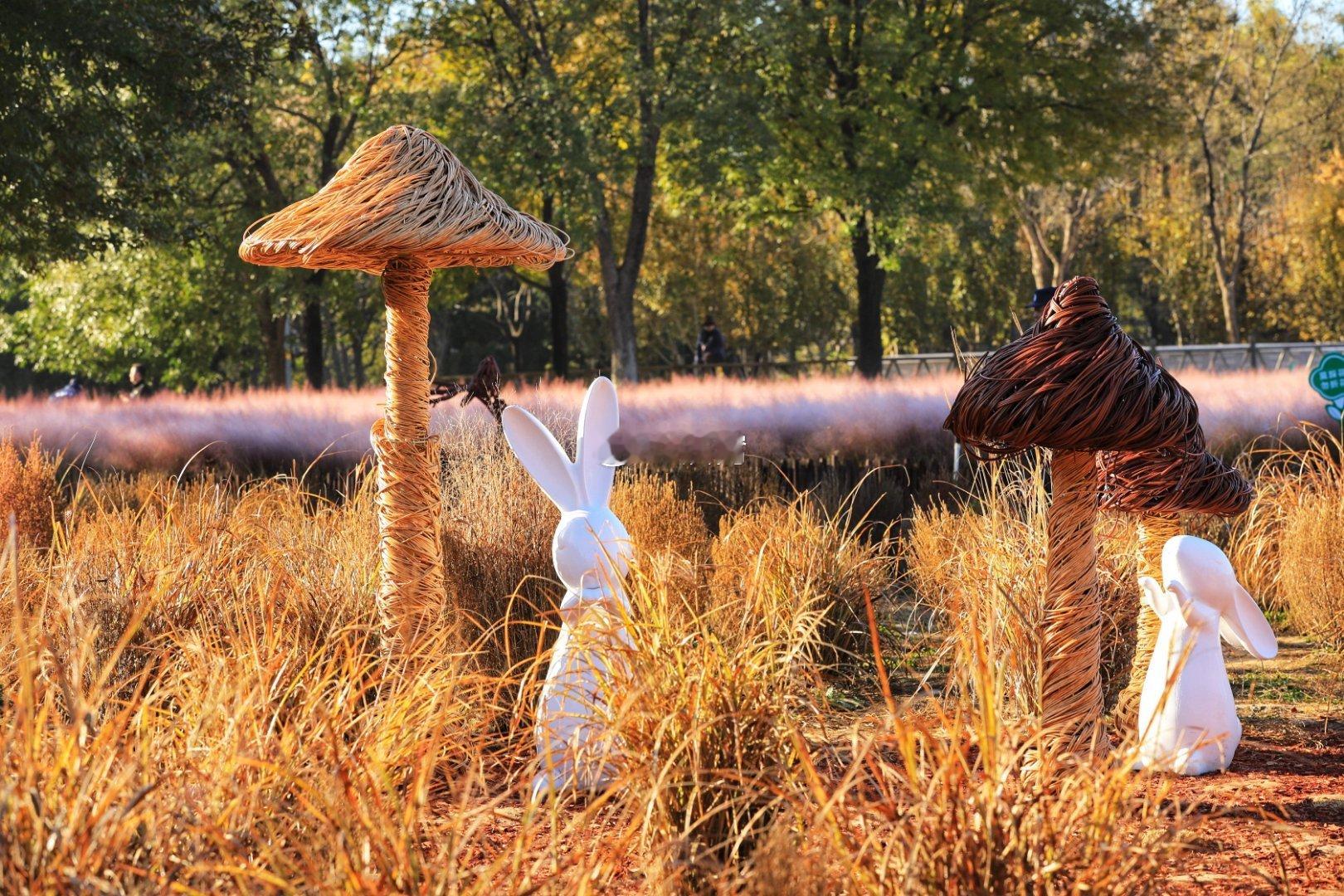 清晨的奥森北园摄影