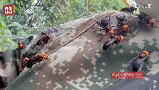 你敢信？一种能追人几公里、连眼镜蛇都敢攻击的“杀人蜂”，现在竟被当成摇钱树！养殖