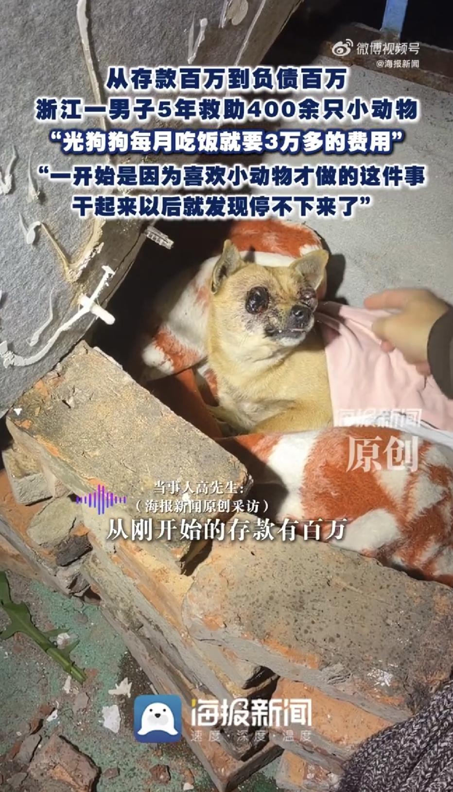 “从存款100万到负债100万，5年救了400只猫狗，我停不下来了！”浙江诸暨，
