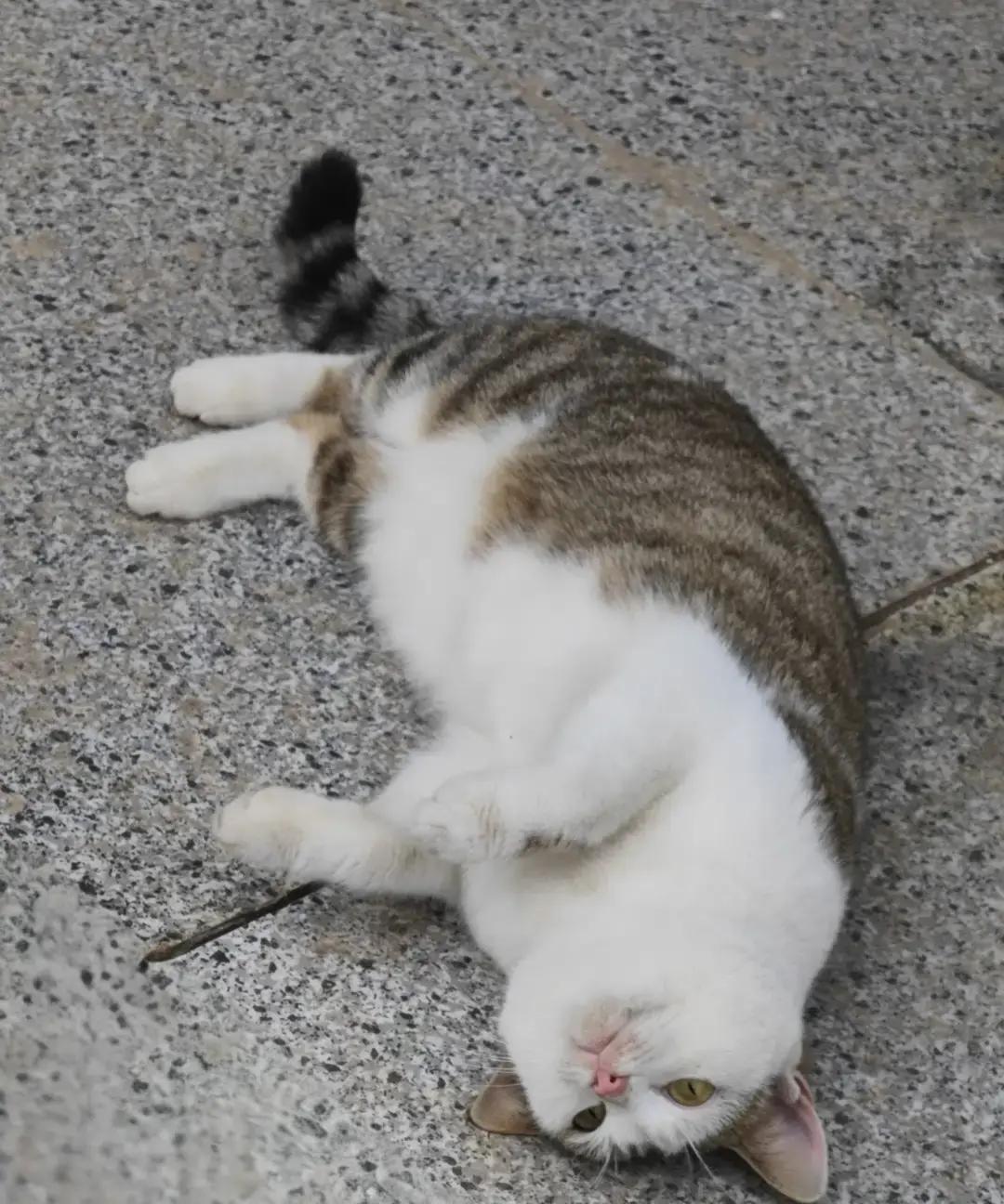 上级来视察的两个女领导，午休入住宿舍仅仅一天，就不来了。现在宿舍门一关，他