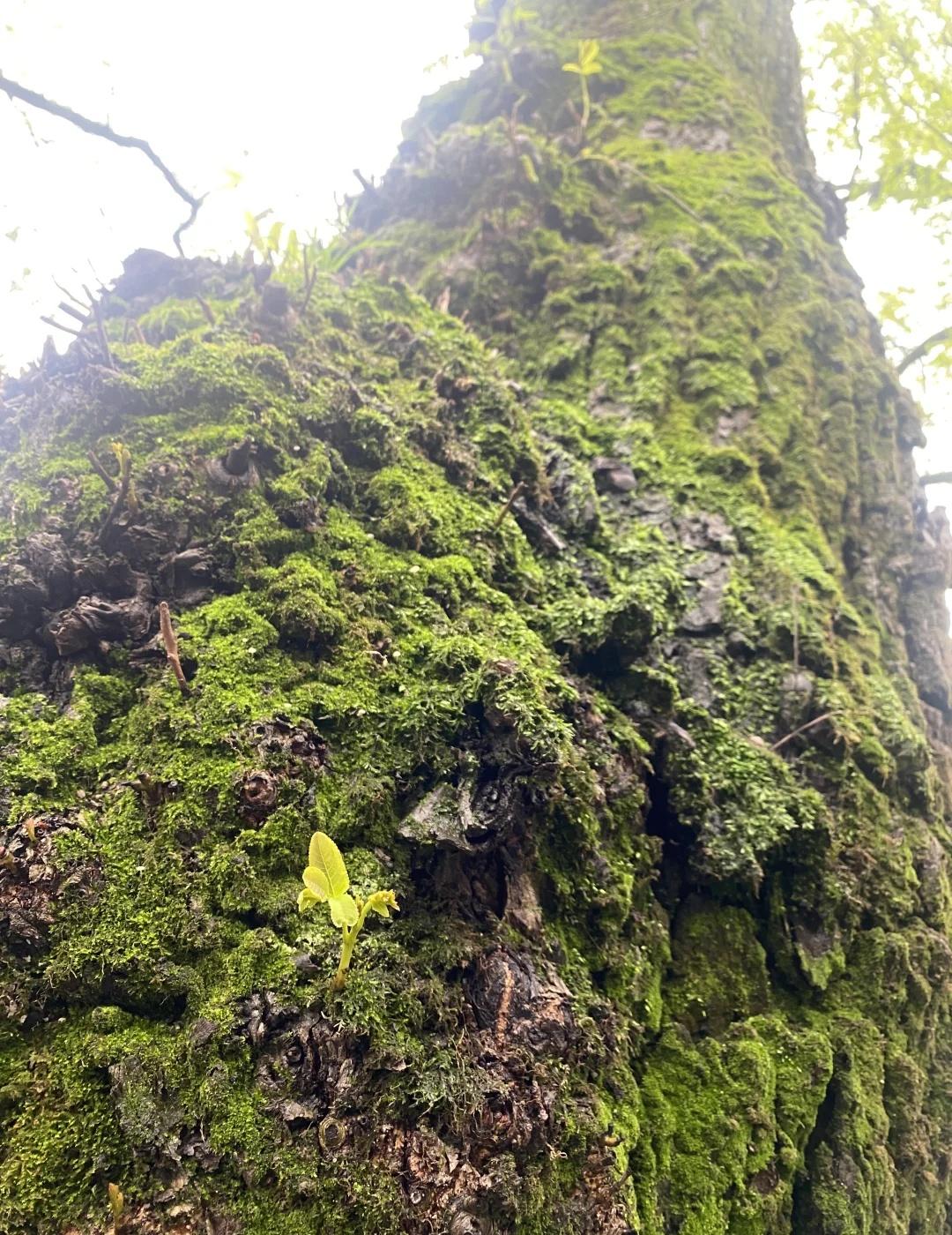 长沙不停的下雨大树上要长小树了湖南大学长沙