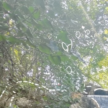 种植／微公益玫瑰种植方法1、根部种植首先需要将鲜花剪下，用酒精消毒，备用。其次