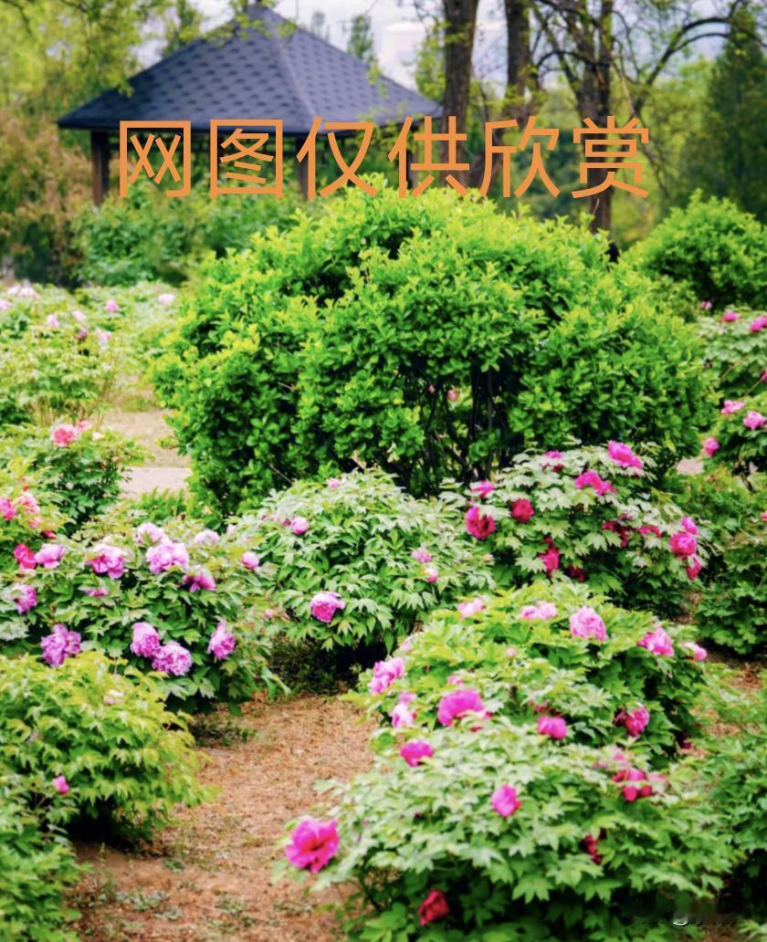 山西运城牡丹花园主，免费开放私人牡丹花园，结果园主的善意却被肆意消耗。运城