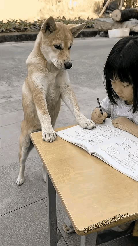 都说大黄有800个心眼子，就差开口说话了！但其实会不会说话根