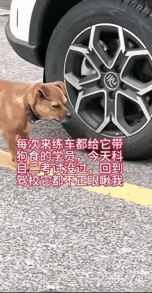 驾校有个女学员，每次来练车都给驾校的狗狗带好吃的，练车的时候狗狗也会陪在她身边给