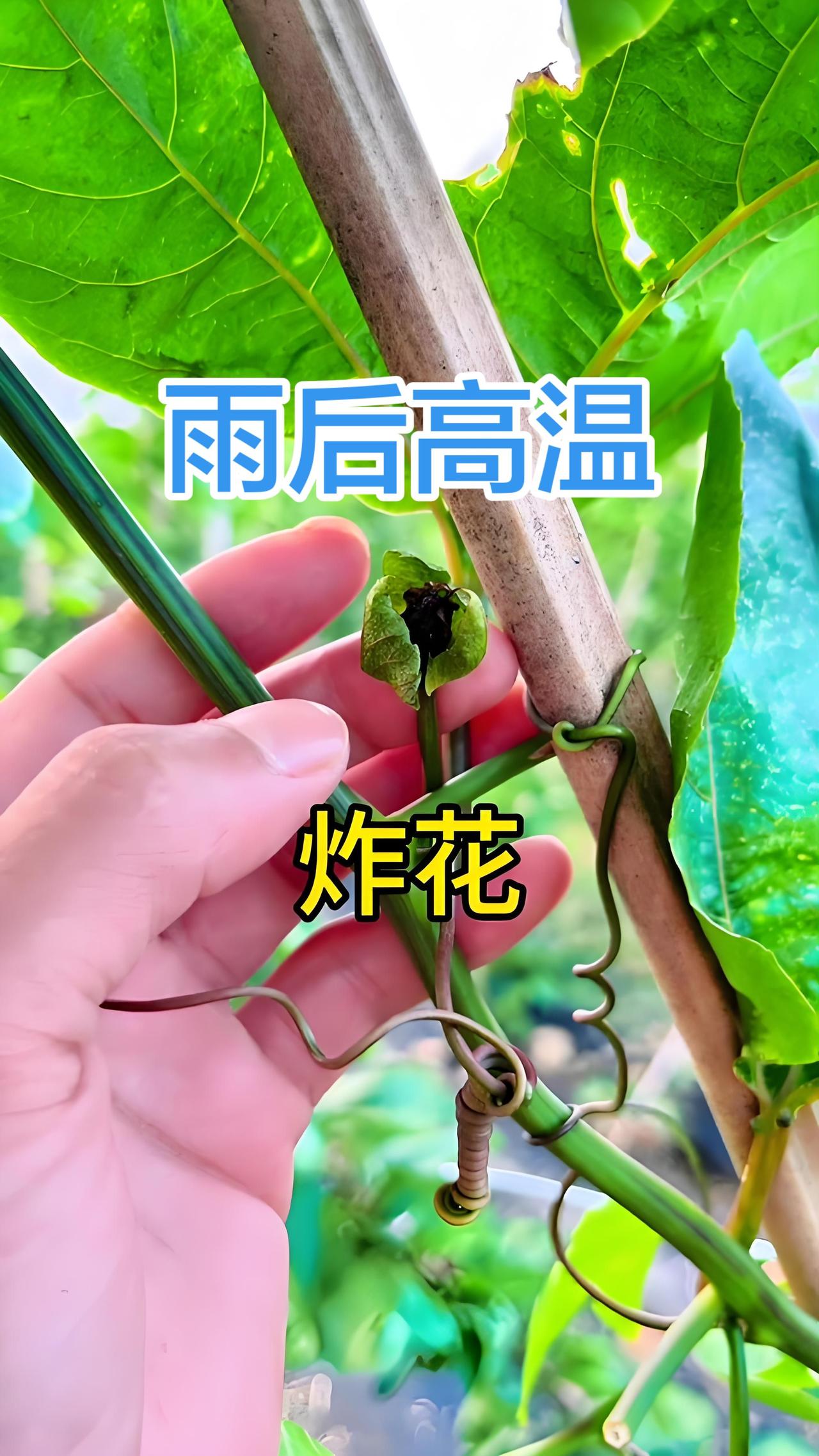 一、核心原因1.水分剧烈波动（最主要诱因）大雨后土壤含水量骤升，根系短时间