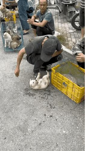 小狗狂躁咬人，是天性凶悍还是命运使然？街头这只小狗摔在地上，竟张牙舞爪狂咬人！