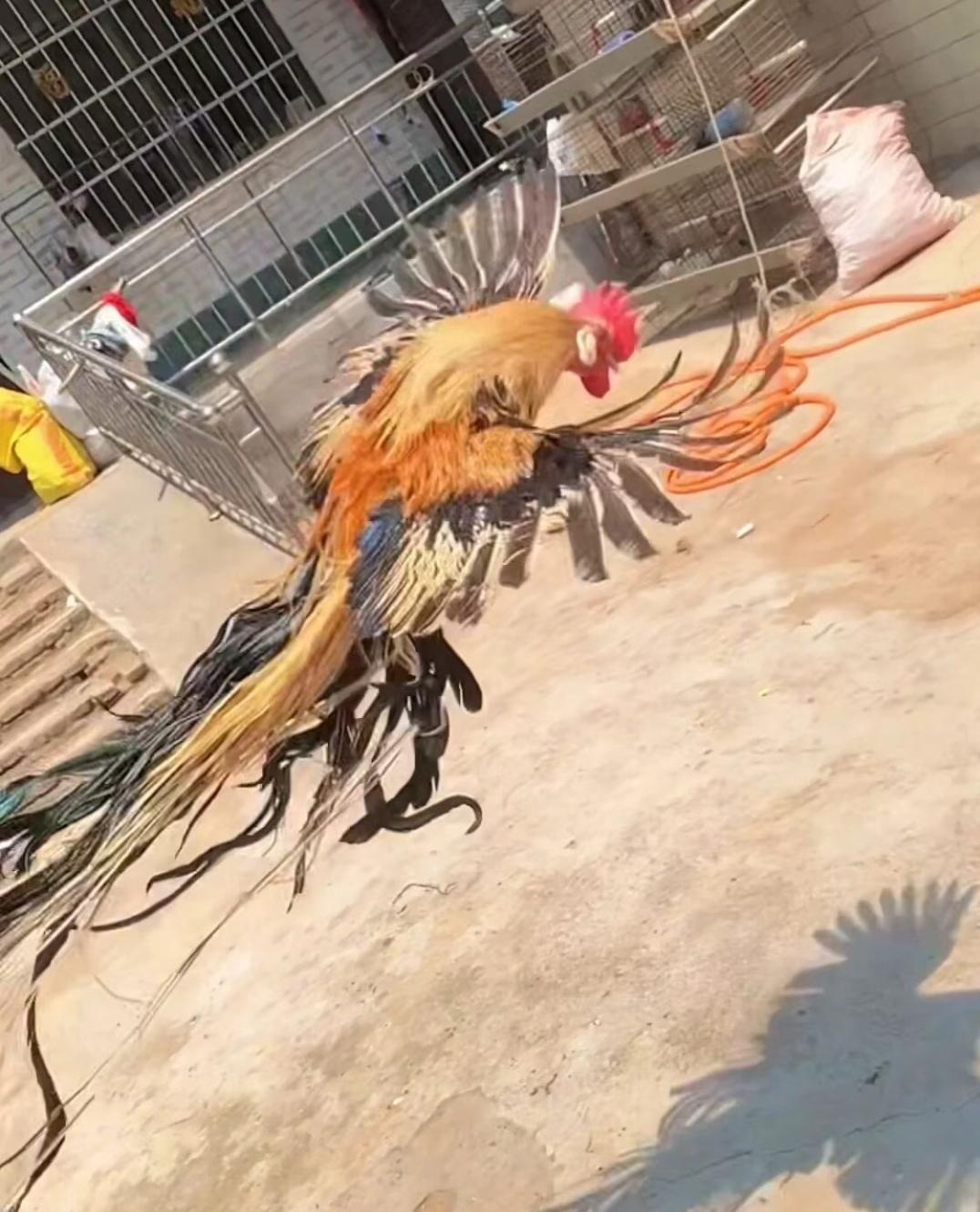 展翅一瞬，人间惊现活凤凰。