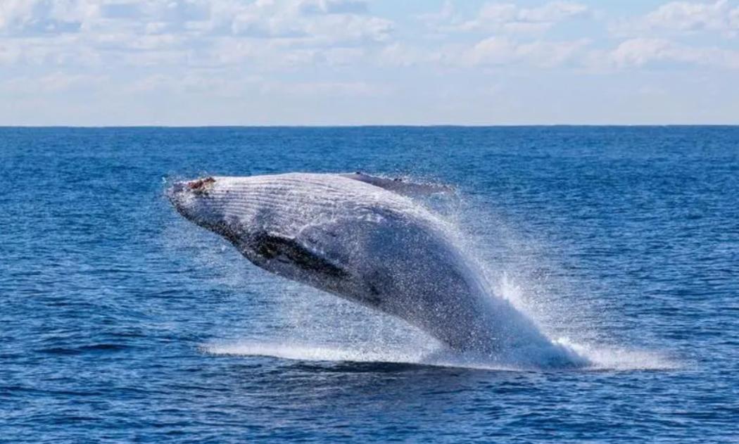 快讯！快讯！。美国媒体突然宣布了。2021年6月4日，马萨诸塞州外海