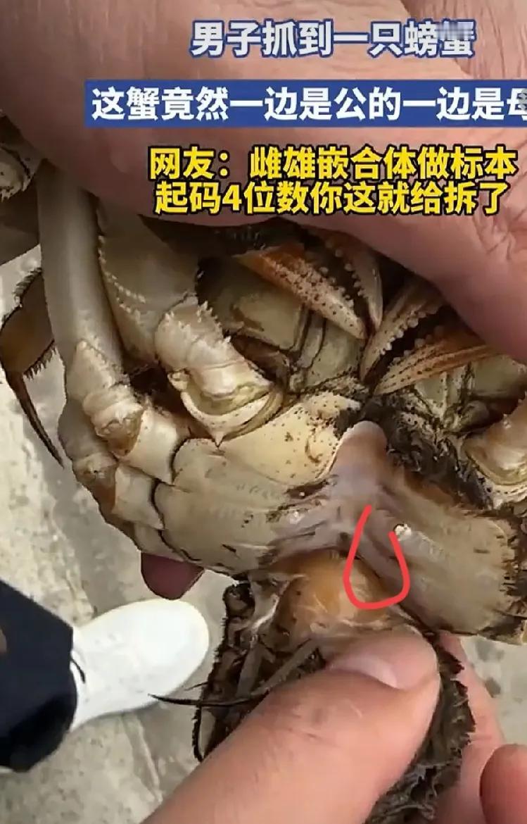 江苏男子抓到“阴阳螃蟹”！一半公一半母，网友：拆了4位数没了！谁见过这么离