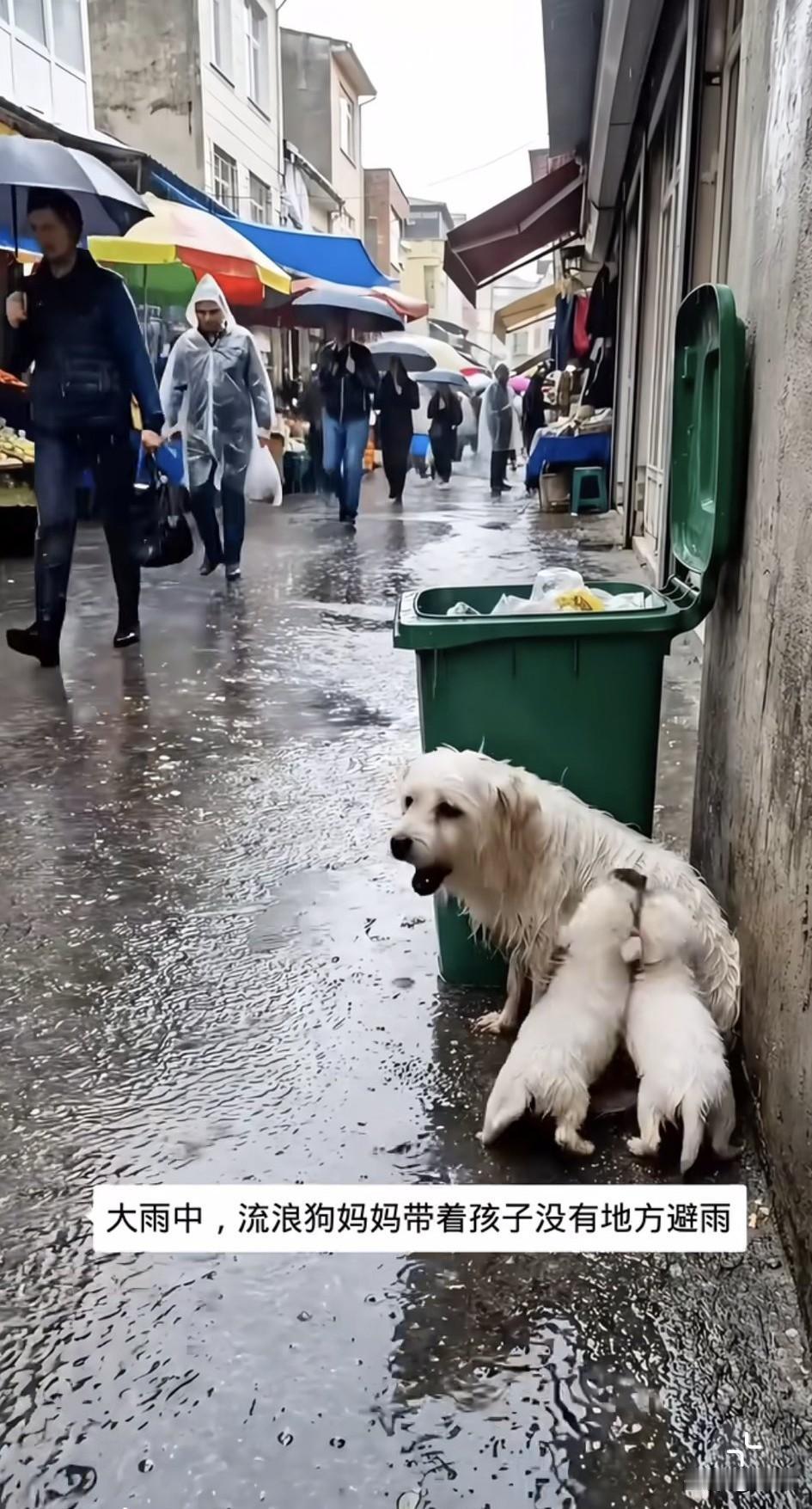 泪目了！这天是个雨天，一位小姐姐撑着雨伞去朋友家玩，当她走到一条小路上的时候，看