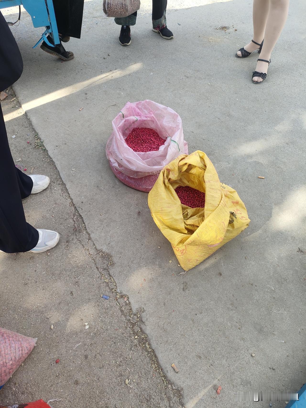 播种剩下的花生种子怎么办。田地耕种完，剩下几十斤花生种子，拉到街上去卖，看看能