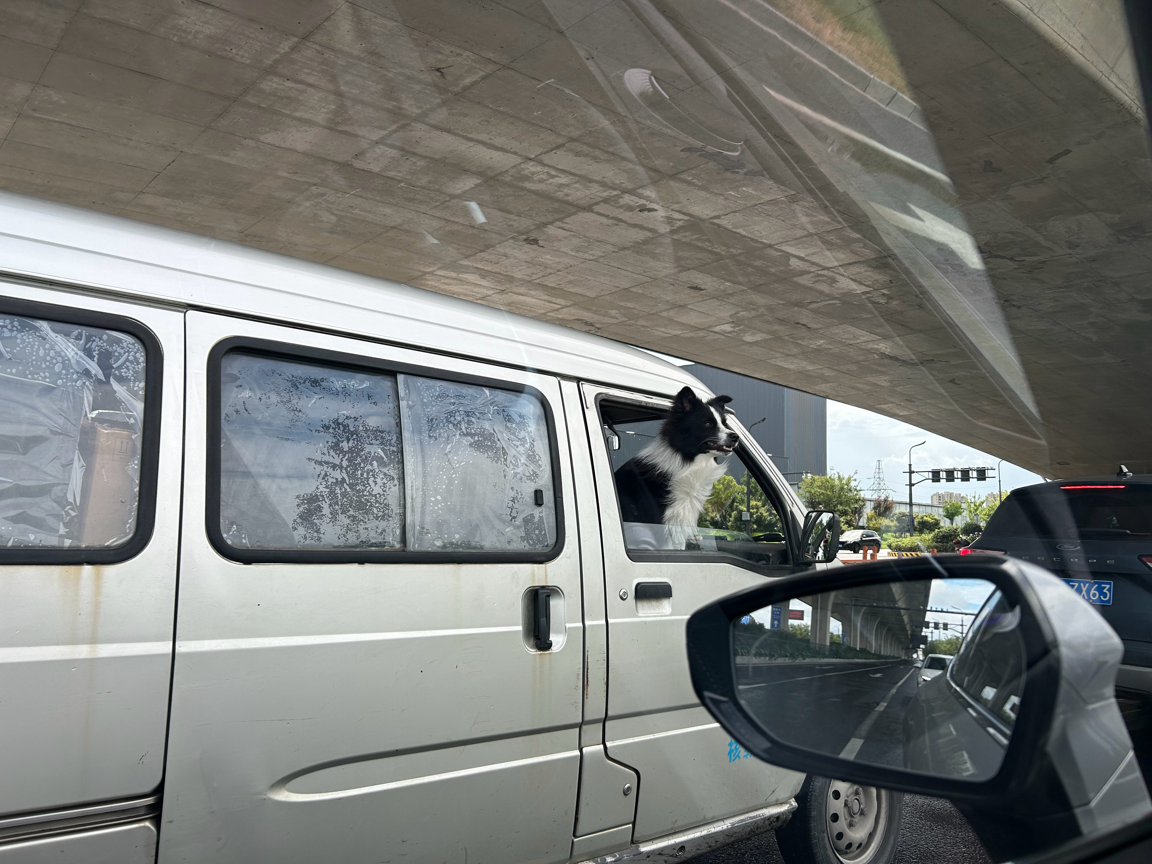 偶遇跟主人跑货努力生活的狗狗​​​