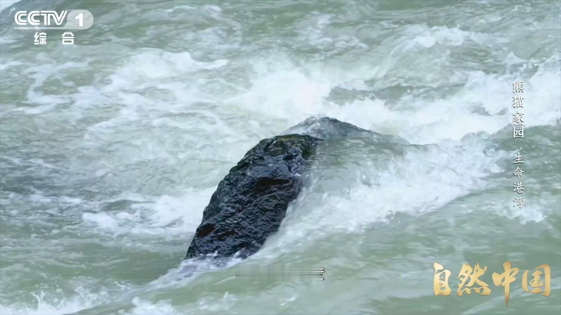 四川山上有个大水龙头四川这个大水龙头一拧开，出的是云海，落的是雨水，长的是箭竹