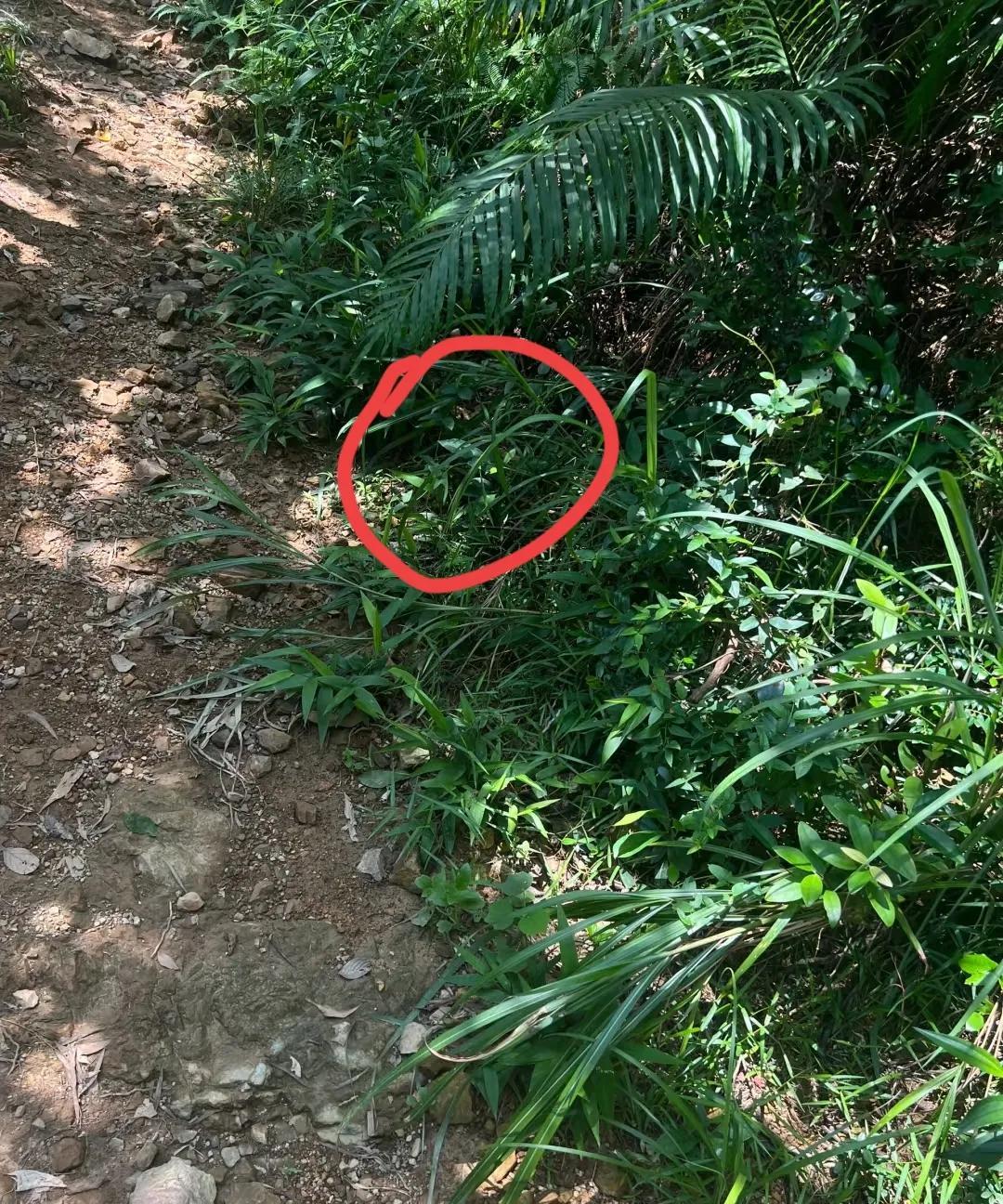 我问我常常去山上砍柴的伯伯为什么每次上山都不怕蛇呢我伯伯说:这有什么好怕的，