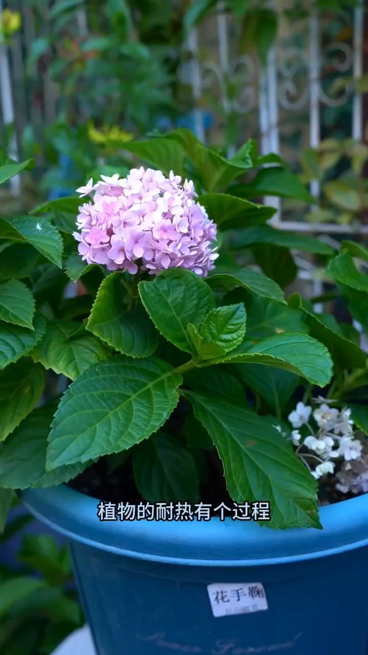又是一年中最热的两个月，花盆丰收的季节。你有没有想过你家的花被热死并不是因为花儿