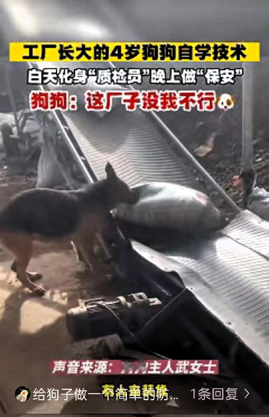 这下科学也解释不清了！近日山西朔州，武女士有一家饲料加工厂，四年前收养了一只狗狗