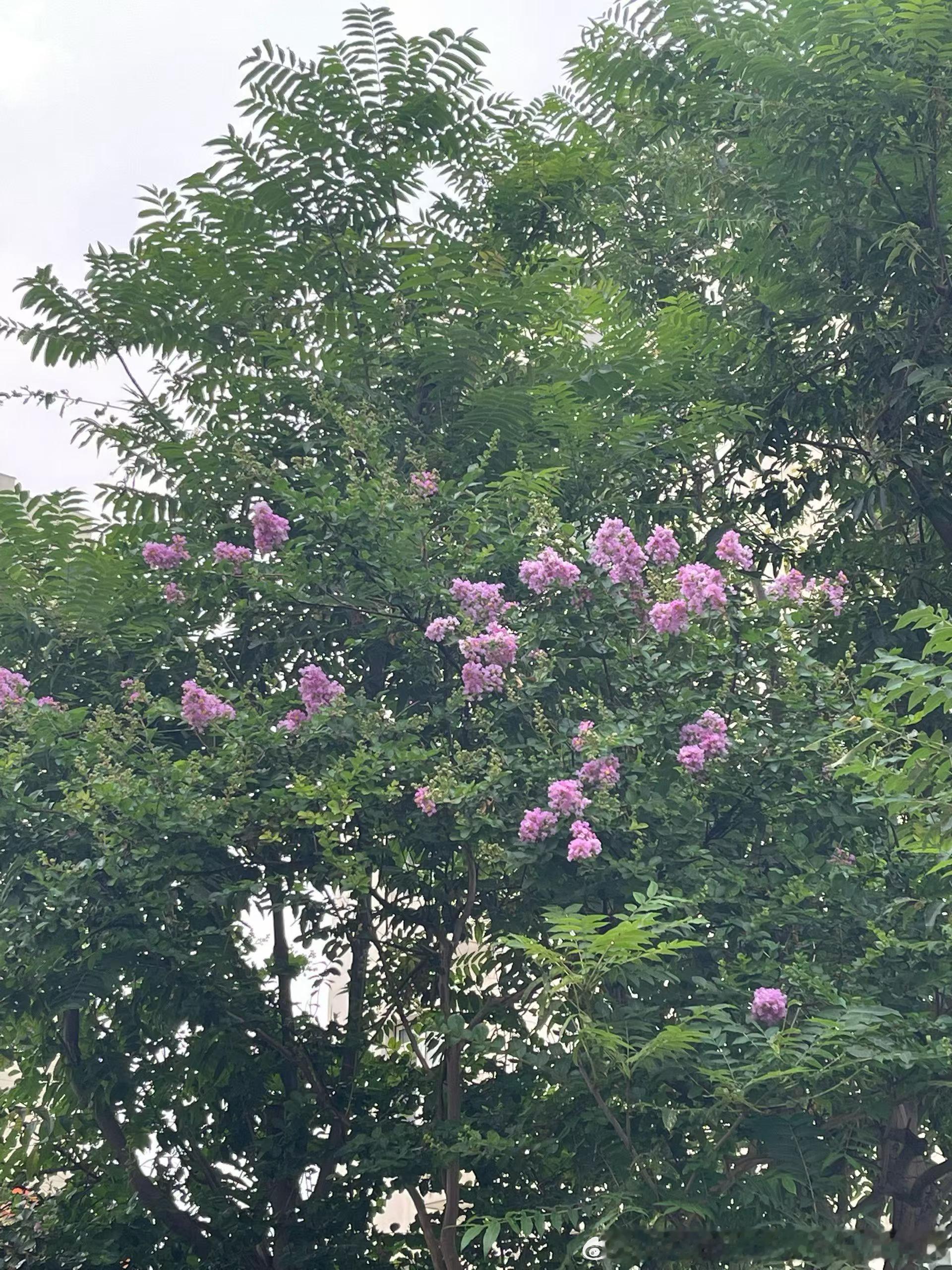 新一轮扫黑除恶的影响逐渐出现了：近半个月，三起可能涉黑恶案件的咨询了。下午刚谈完一个西部省份的可能这