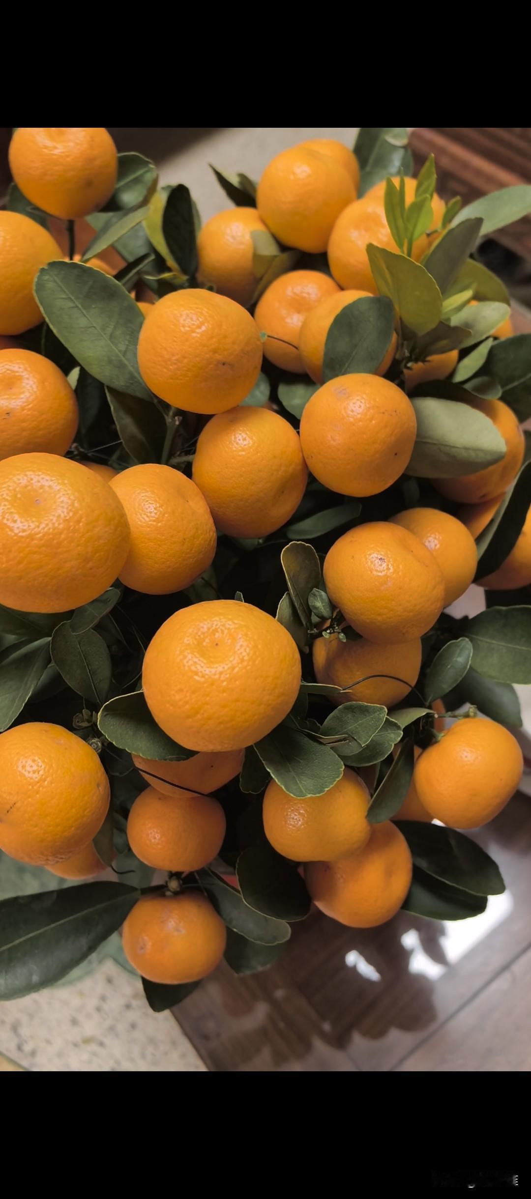 这棵挂满果的小桔树是春节时买来放在厅里，贪它硕果累累而又不占地方。只是果然花无百