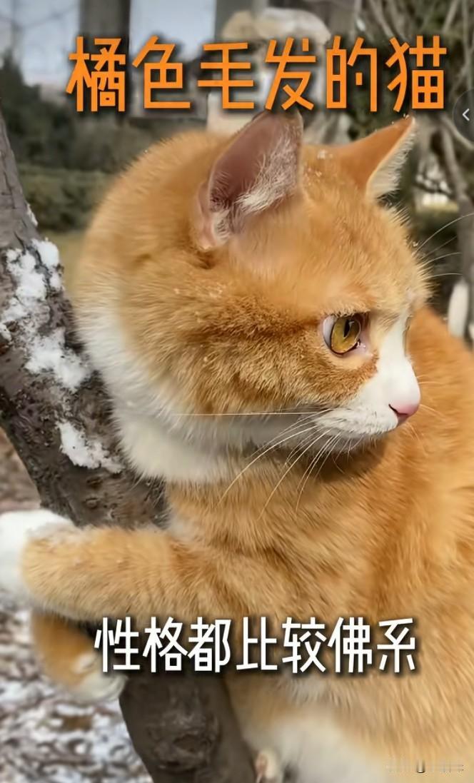 猫咪的毛色就像人一样，相由心生，毛的颜色决定了猫的性格。橘色猫，性格比较佛系