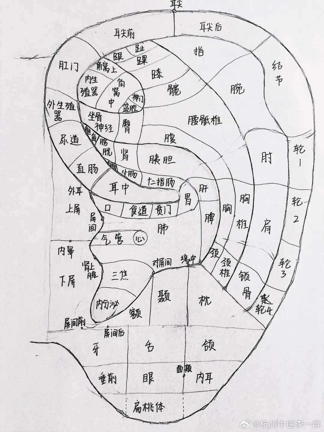耳穴美容是临床中简便易行.行之有效的方法，耳穴美容方中肺穴既能补益肺气，又能清泄