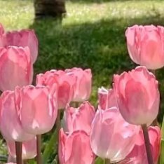 ‎每日一善💜黑曜石把妹王含羞草的种植方法：1、含羞草可以用小盆直播，也可用浅