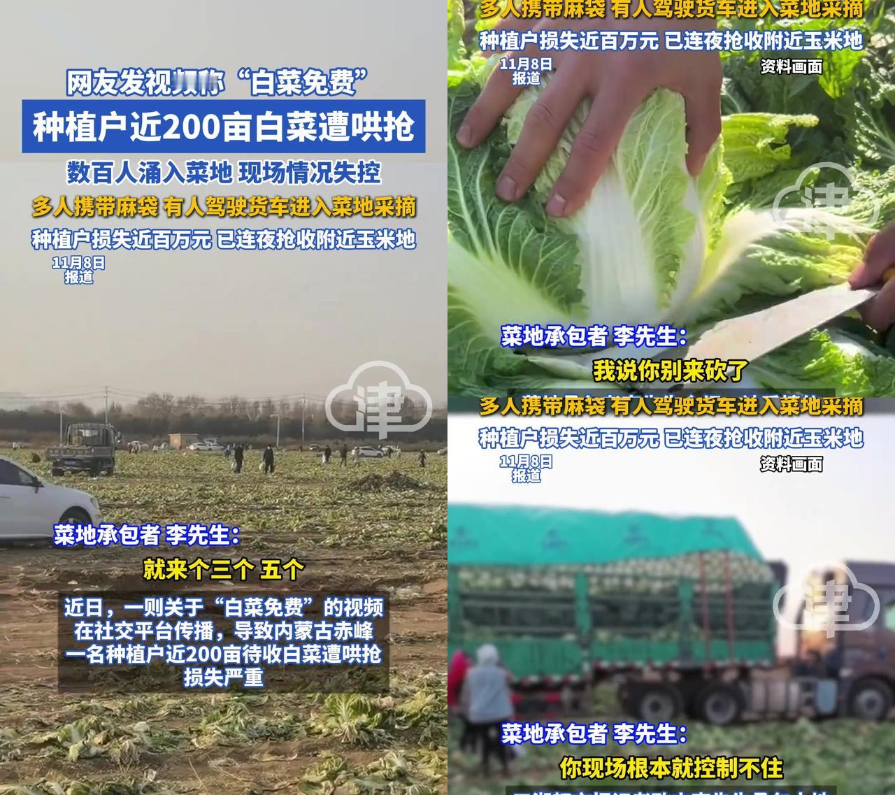 谁能想到，一句“白菜免费”的谣言，毁了农民全年的活路？内蒙古赤峰的李先生