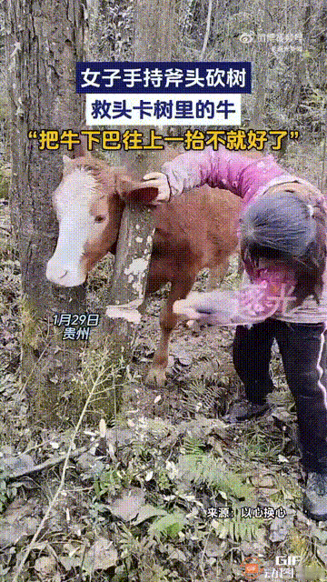 我真服了，怎么就不懂得变通？贵州一名女子在山上放牛，期间牛的头不慎卡进了两棵树之