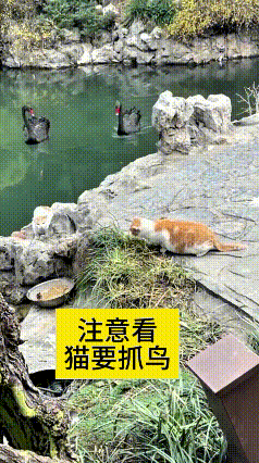 刷到这段视频，瞬间被眼前的画面逗笑了。岸边草丛旁有个盆子，旁边落着一只小鸟，两只
