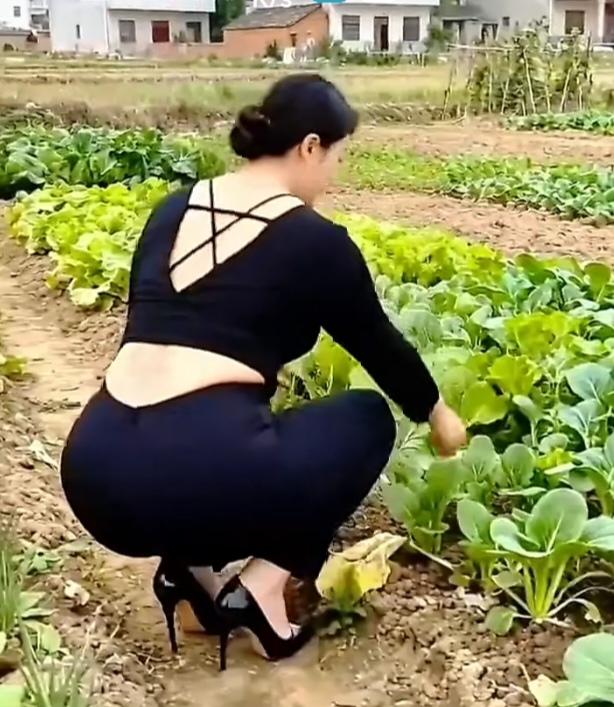 〔田园风光〕乡下院落一角，小菜园生机勃勃。各色青菜错落生长，小白菜、生菜鲜嫩翠