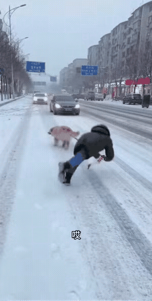笑不活了！遛狗反被狗遛，摔得怀疑人生真要被这姐们儿笑晕！本来是出门遛狗，结