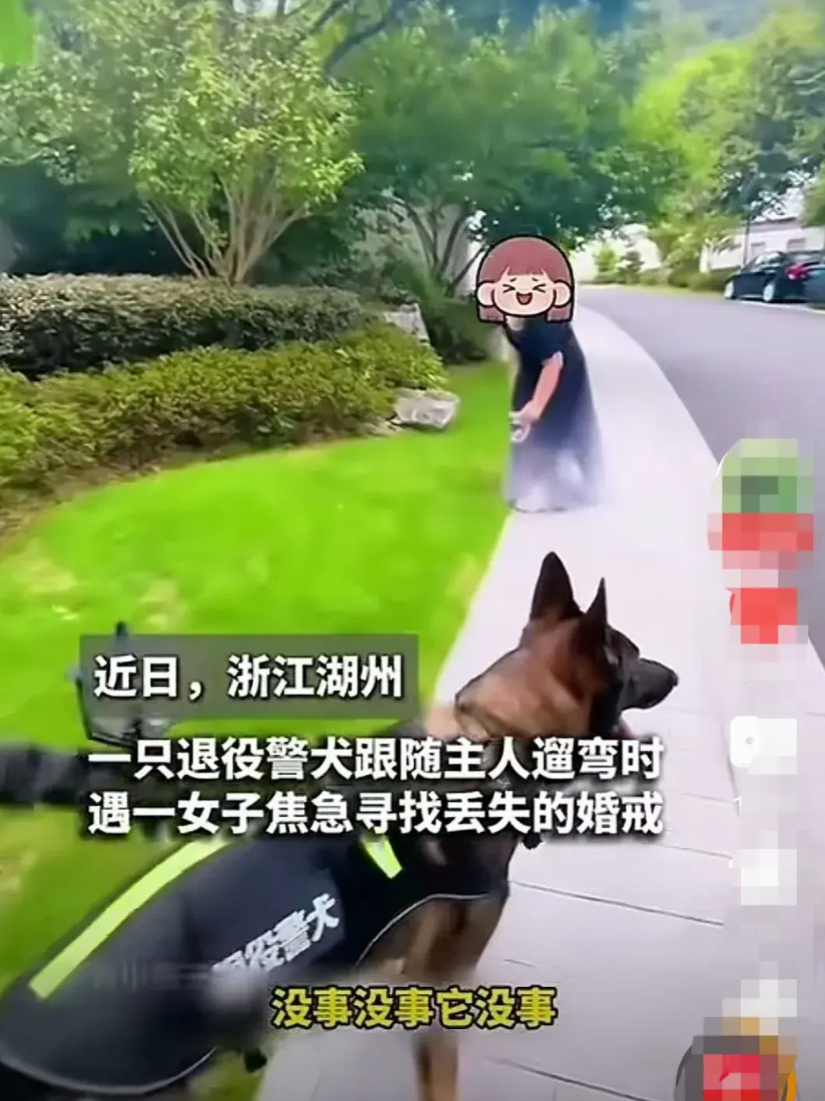 近日，浙江湖州一只退休警犬跟主人在小区楼下遛弯时，遇到一名在草丛中焦急寻找婚戒的